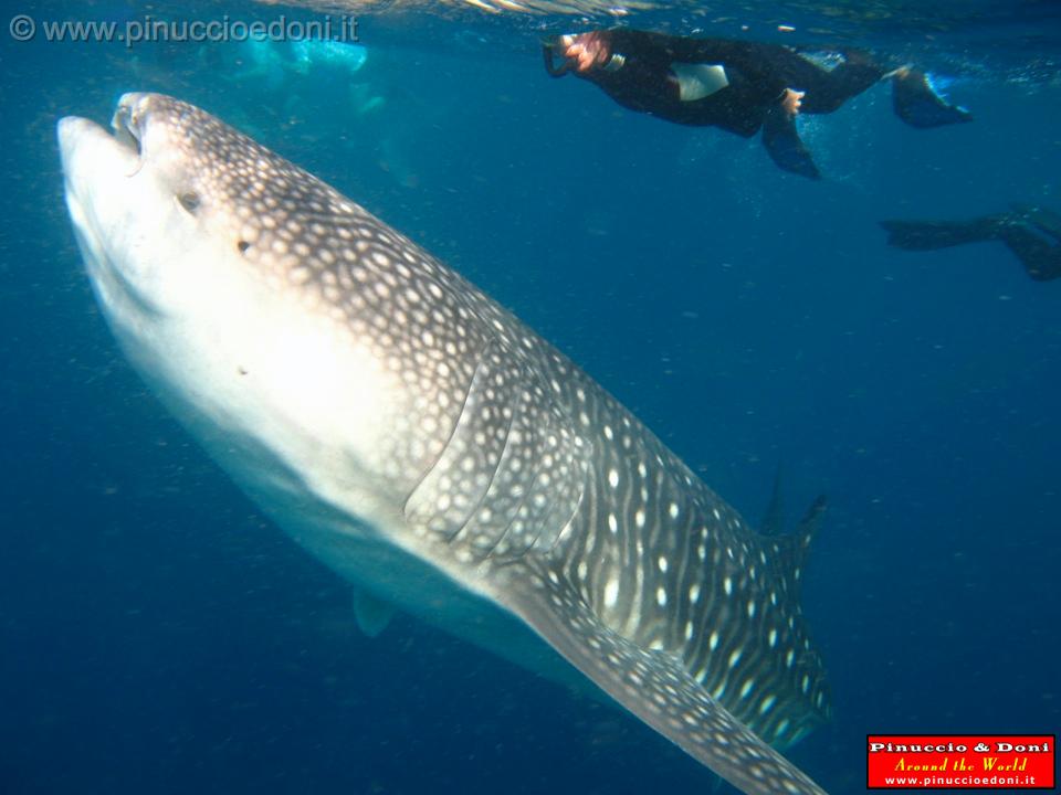 Djibouti - Whale Shark in the Gulf of Aden - 19.jpg